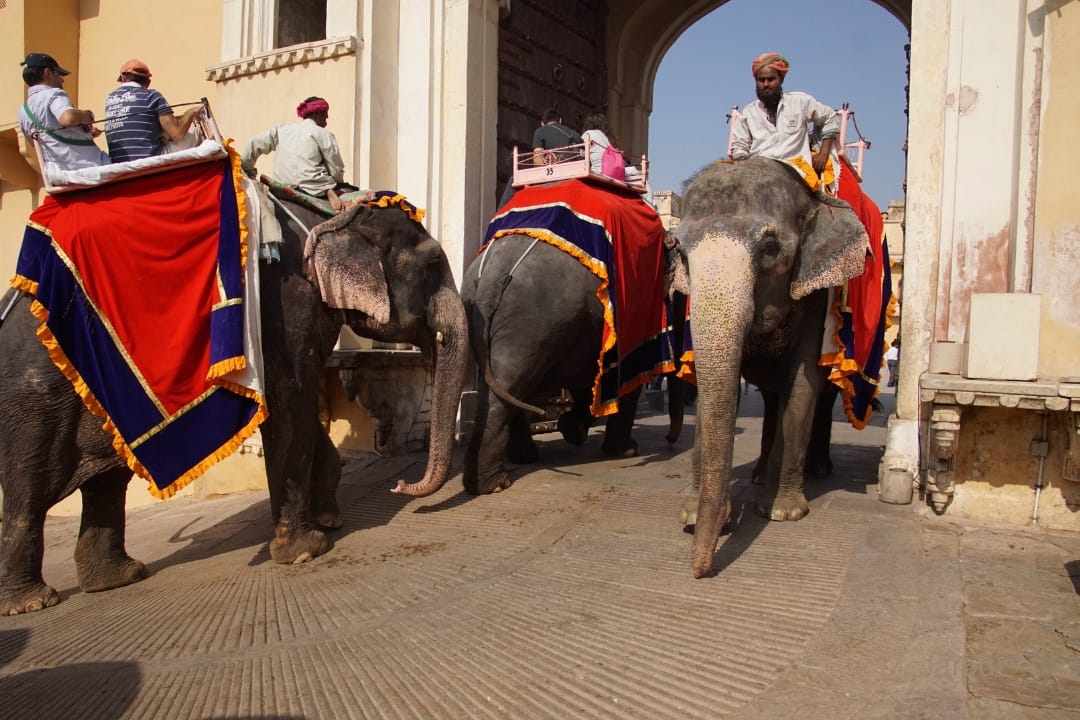8-Days Golden triangle with Ranthambore & Pushkar from Delhi 9