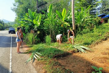 From Phuket to Ethical Khaolak Elephant Sanctuary Tour, Walk, and Lunch
