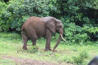 elephant moves with quiet dignity