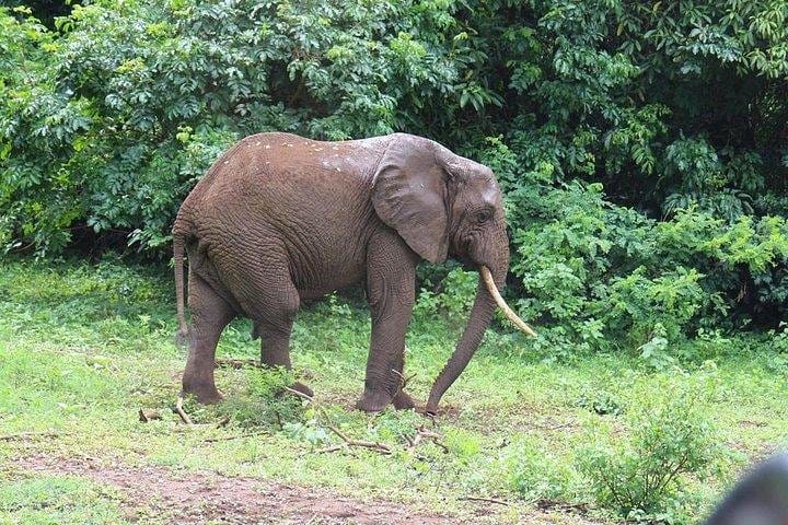 elephant moves with quiet dignity
