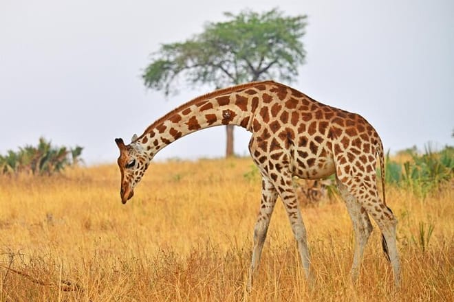 7-Day Lake Mburo Wildlife Experience photo 5