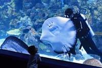 Dubai Aquarium and Underwater Zoo Admission Ticket with Options 8