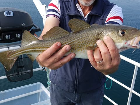 Reykjavik's Finest Catch: Guided Sea Angling Tour for All Levels, photo 3