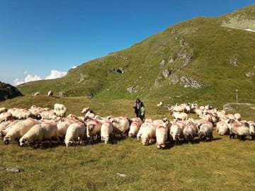 Shepherd in Fagaras Mountains