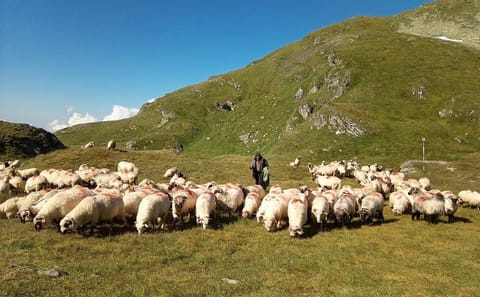 Private Hiking Expedition in Fagaras Mountains from Brașov