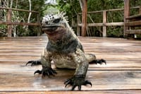 Iguana