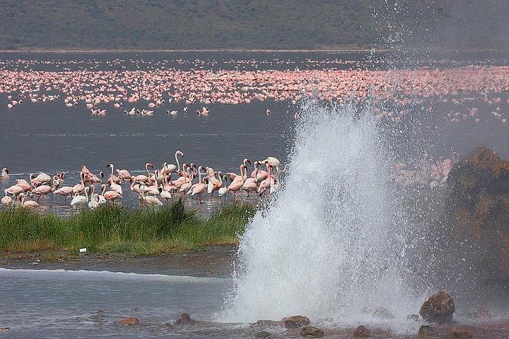 Flamingo Safari at Lakes Bogoria & Nakuru: Wildlife & Hot Springs Tour