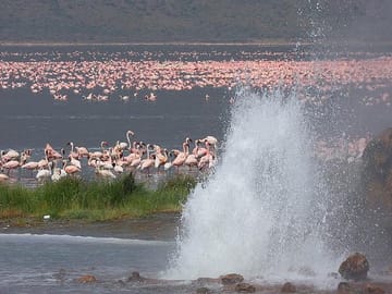2-Day Birdwatching Tour of Lakes Bogoria and Nakuru from Nairobi