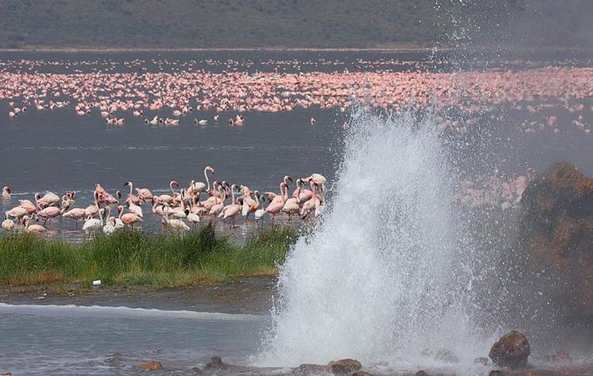 2-Day Flamingo Tour to Lakes Bogoria and Nakuru from Nairobi