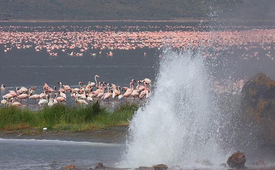 2-Day Birdwatching Tour of Lakes Bogoria and Nakuru from Nairobi