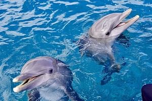 4 Hours Private Speed Boat Swimming With Dolphins Trip & Water Sports-hurghada