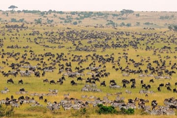 3-Day Maasai Village Safari Experience in Nairobi, Kenya