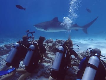 Tiger Shark Diving Experience in Fuvahmulah Island