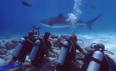 Tiger Shark Diving Experience in Fuvahmulah Island