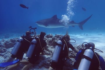 Tiger Shark Diving Experience in Fuvahmulah Island