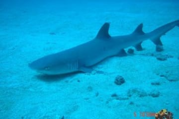 Snorkling  Tour at caño island