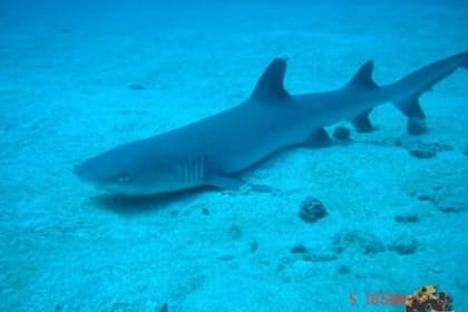 Snorkling Tour at caño island