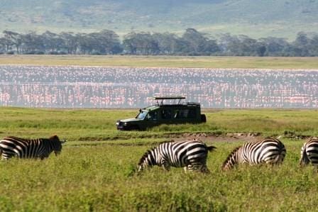 Serengeti Wildlife