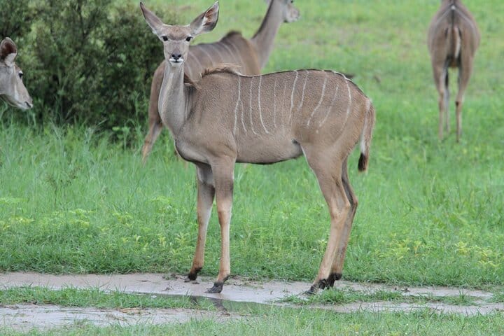 15 minutes scenic helicopter flight above Victoria Falls-Zimbabwe