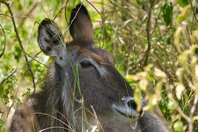 Close-up of a waterbuck's face partially hidden by green foliage and branches.