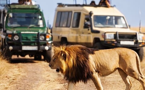 4-Day Safari Adventure in Amboseli and Tsavo, Kenya
