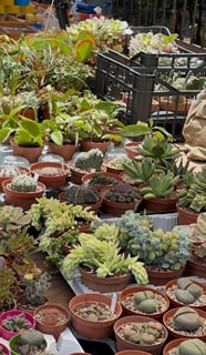 Palermo: Sunday Markets Walk with sweet break