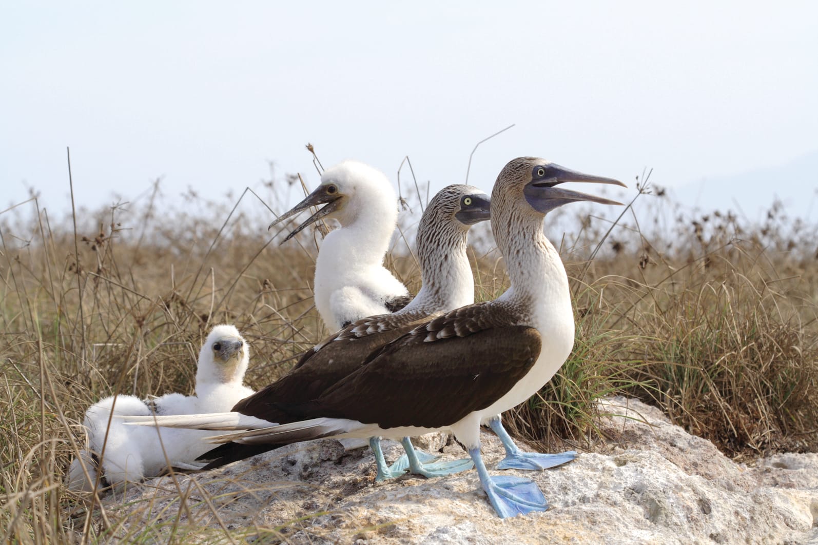 Islas Marietas & BBQ lunch at Majahuitas