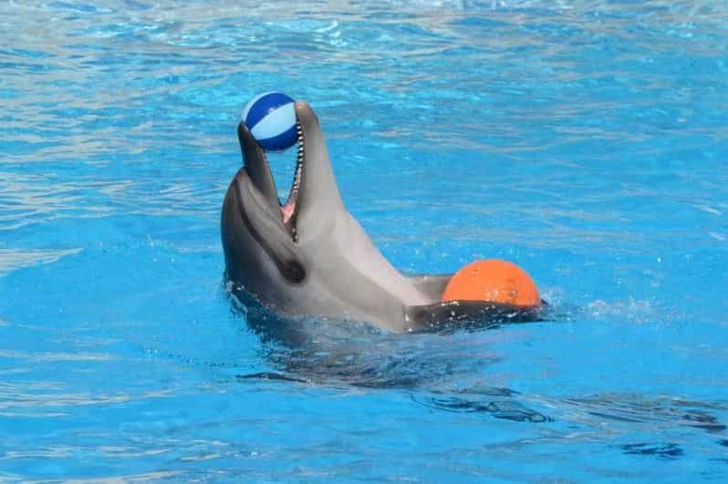 Dolphin Magic Show and Swim options in Sharm El Sheikh