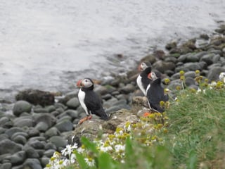 Grand Tour of Iceland (12D/12N), photo 102