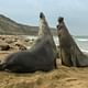 Elephant seals