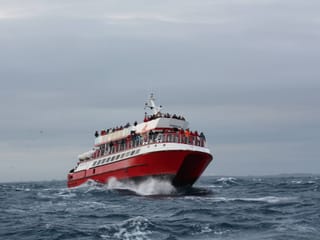Reykjavík Classic Whale Watching without pickup, photo 16