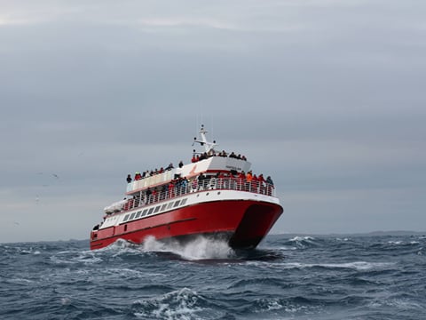 Reykjavík Classic Whale Watching including pickup, photo 16