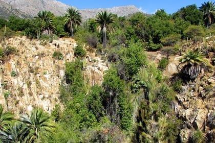 Private Full Day La Campana Hill Trekking Tour from Santiago