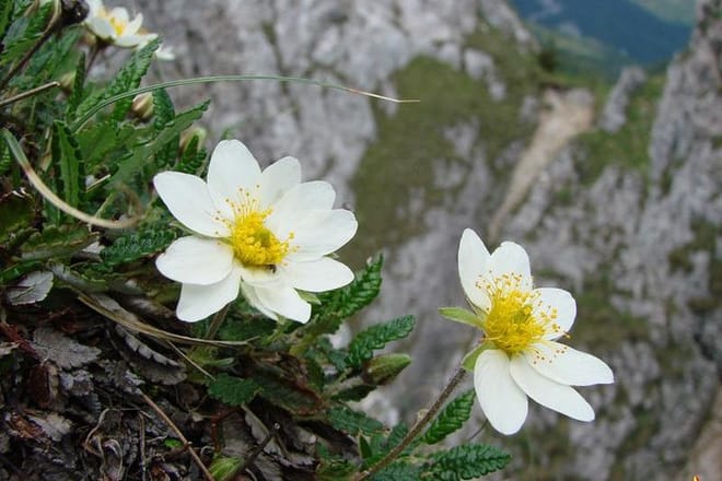 Wildflowers of Romania Day Hike from Cluj 10