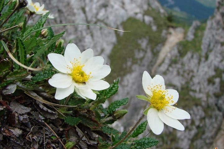 Wildflowers of Romania Day Hike from Cluj 10