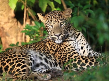 Wilpattu-Jeep-Safari-Day-Tour-From-Sigiriya-2