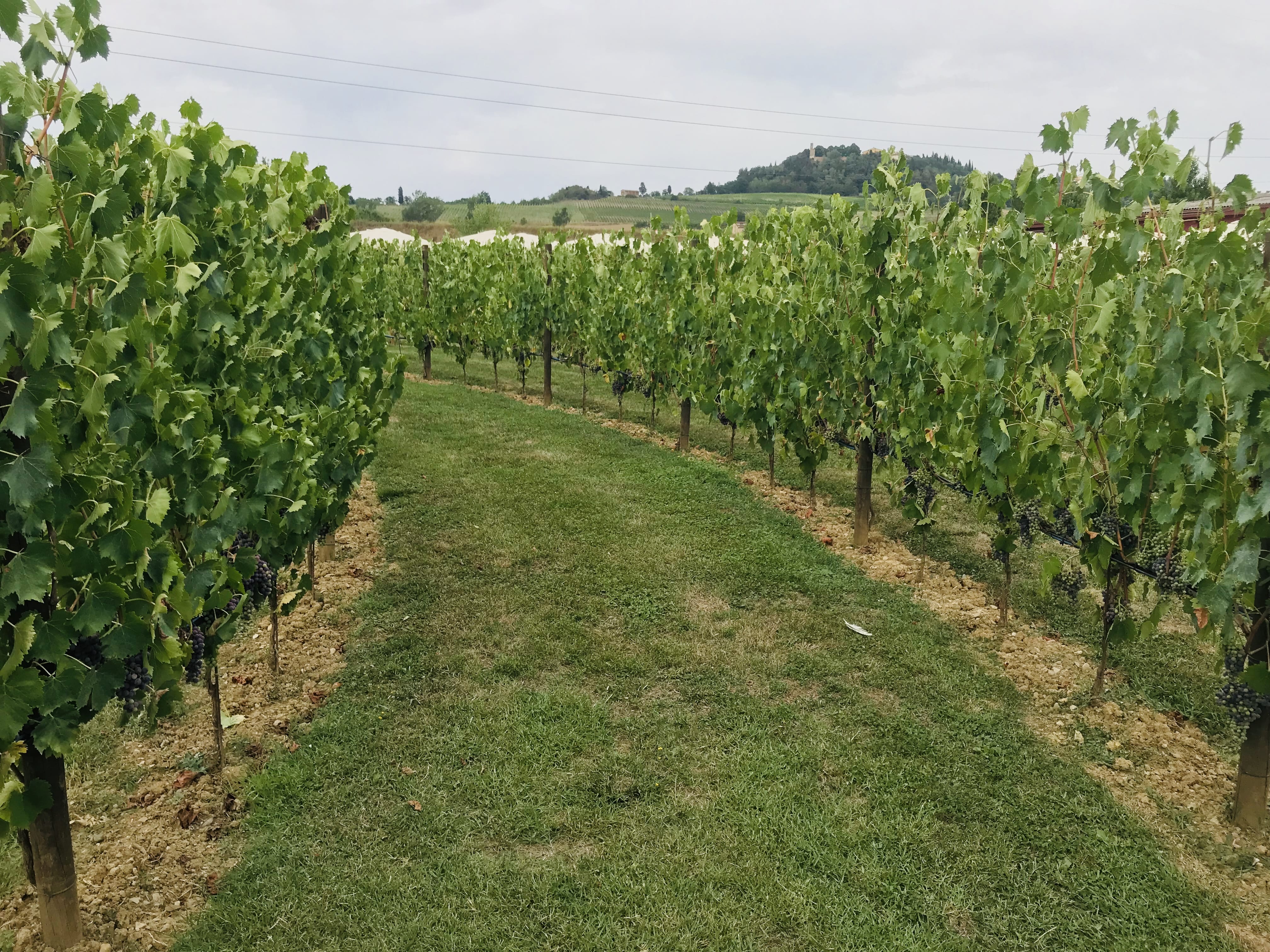 OT Tuscany: Chianti Semi-Private Wine Tasting and Dinner in Vineyard