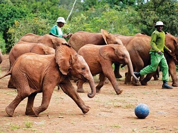 Early Nairobi Park, Elephant Orphanage and Bomas of Kenya