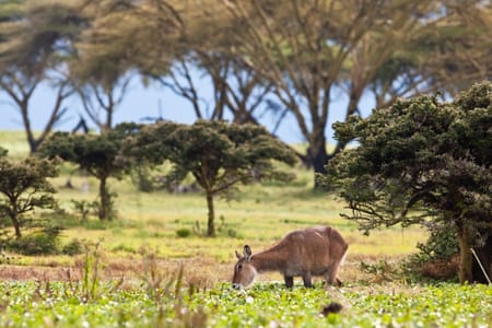 Mount Kenya National Park Scenic Hike with Wildlife Experience