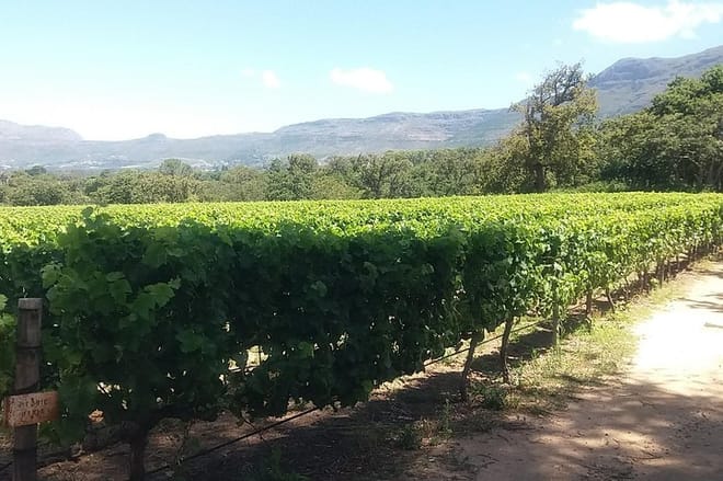 Vineyard - Franschhoek