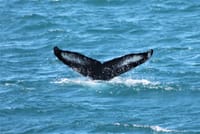 A humpback whale lifts its impressive tail before diving into the North Atlantic Ocean during a whale watching tour near Reykjavík.