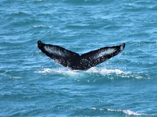 A humpback whale lifts its impressive tail before diving into the North Atlantic Ocean during a whale watching tour near Reykjavík.