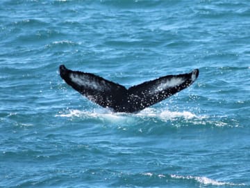 Whale Watching and Northern Lights Cruise in Reykjavik