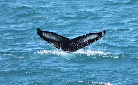 Whale Watching and Northern Lights Cruise in Reykjavik