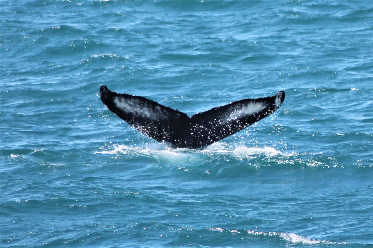 A humpback whale lifts its impressive tail before diving into the North Atlantic Ocean during a whale watching tour near Reykjavík.