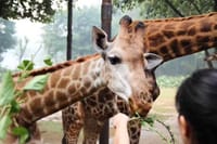 Private Day Tour to Chimelong Safari and Circus Show in Guangzhou 1
