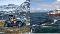 Buggy & Whales 7