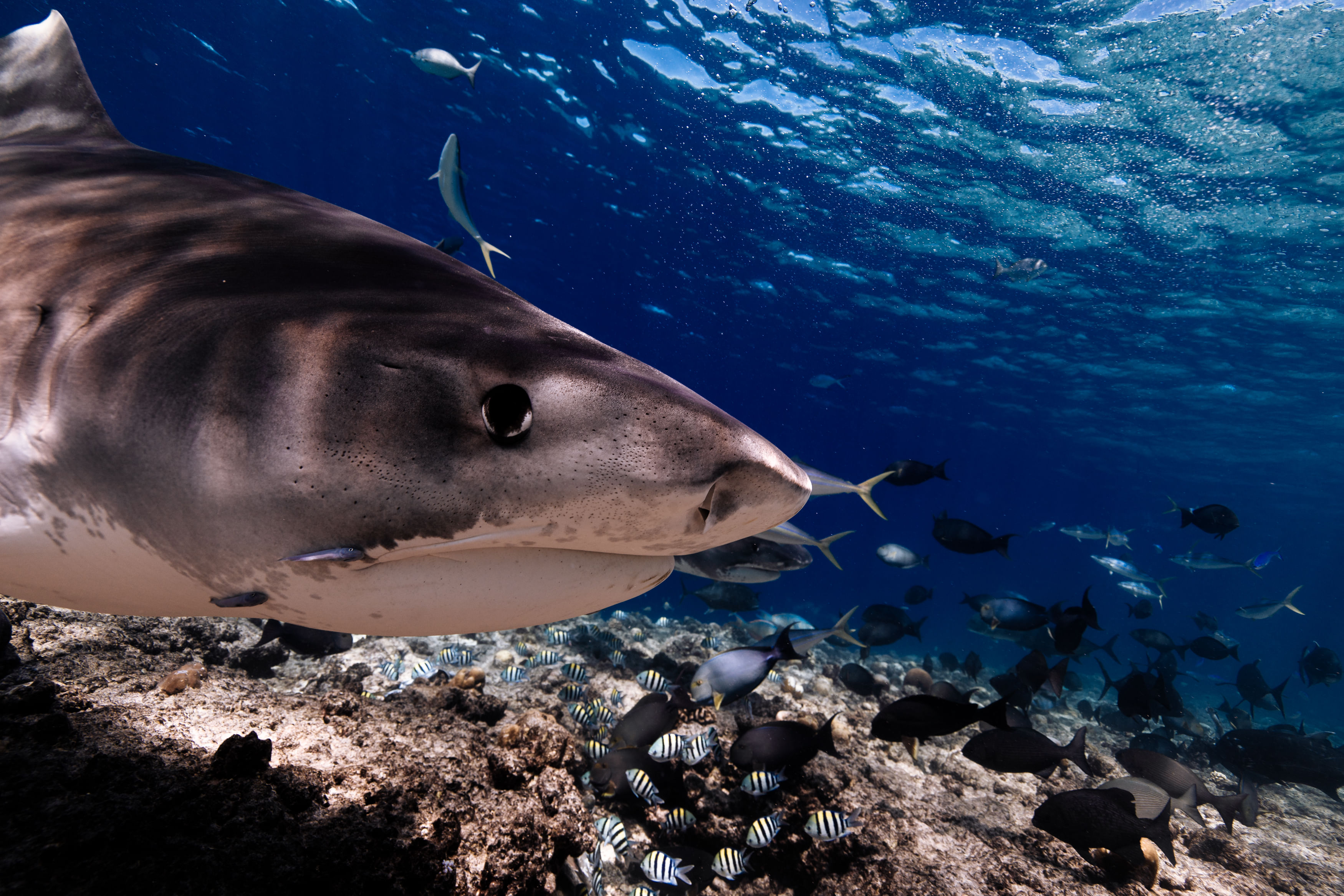 A tiger shark gliding through a shallow reef at Fuvahmulah while diving with Shark Island Dive.