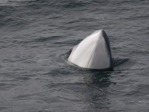 Whales & White Water Rafting, photo 3