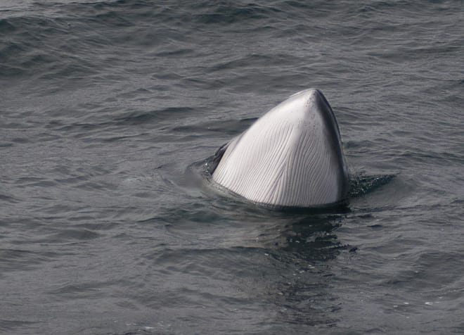 Whales & White Water Rafting photo 3